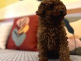 Kızıl Orjinal Toy Poodle Kaniş Safkan Gerçek Garantili