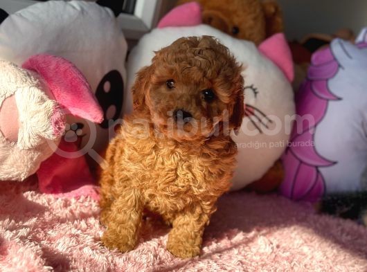 Safkan Red Toy Poodle Yavrular görsel