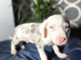 Blue Merle Mavi Göz Amerikan Bully