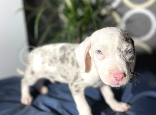 Blue Merle Mavi Göz Amerikan Bully görsel