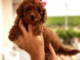 Red -Apricot Toy Poodle Yavrular