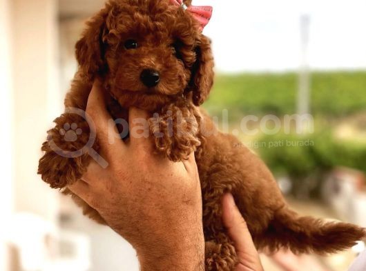 Red -Apricot Toy Poodle Yavrular görsel
