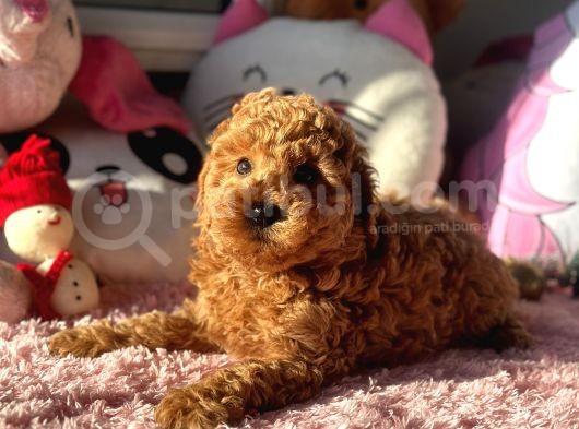 Safkan Red Toy Poodle Yavrular görsel