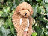 Efsane Guzellikte Mini Boy Poodle Bebekler
