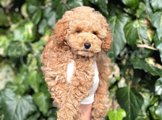 Efsane Guzellikte Mini Boy Poodle Bebekler görsel
