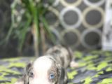 Blue Merle Mavi Göz Amerikan Bully