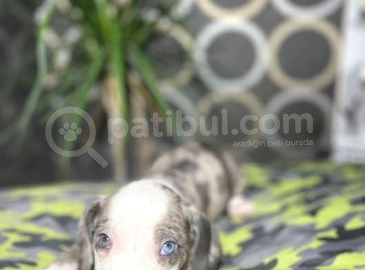 Blue Merle Mavi Göz Amerikan Bully görsel