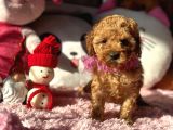 Teacup Di̇şi̇ Toy Poodle Bebeği̇mi̇z