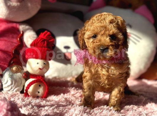Teacup Di̇şi̇ Toy Poodle Bebeği̇mi̇z görsel
