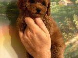 Red -Apricot Toy Poodle Yavrular