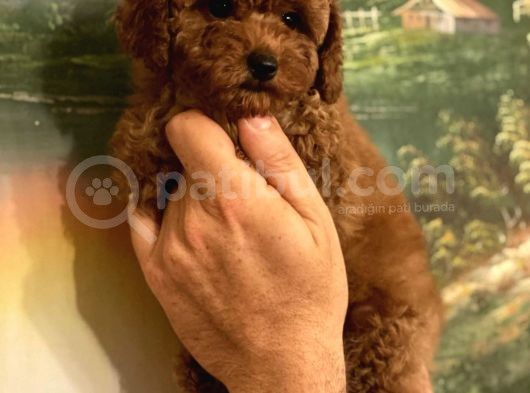 Red -Apricot Toy Poodle Yavrular