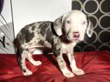 Rengarenk  American Bully Yavrular