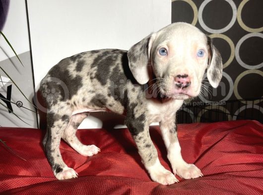 Rengarenk  American Bully Yavrular