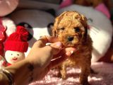 Teacup Di̇şi̇ Toy Poodle Bebeği̇mi̇z