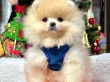 Ayıcık Surat Boo Pomeranian Yavrular
