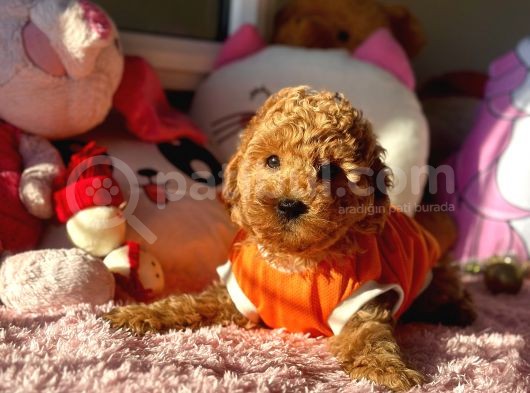 Safkan Red Toy Poodle Yavrular görsel