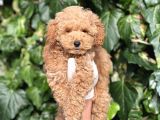 Efsane Guzellikte Mini Boy Poodle Bebekler