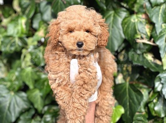 Efsane Guzellikte Mini Boy Poodle Bebekler görsel