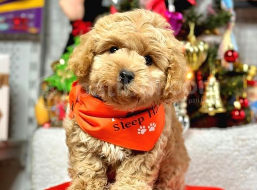 Sevimli Maltipoo Mini Boy Yavrular