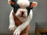 French Bulldog Yavrular