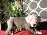 İstanbul Da Tek Kalite Pitbull