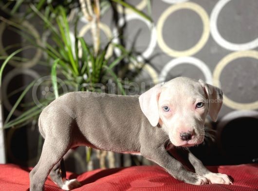 İstanbul Da Tek Kalite Pitbull