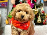 Sevimli Maltipoo Mini Boy Yavrular