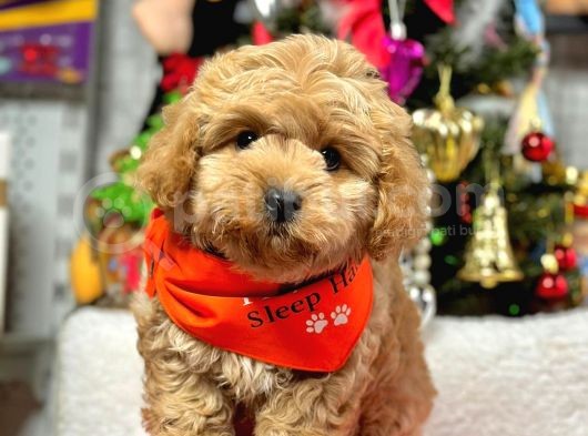 Sevimli Maltipoo Mini Boy Yavrular görsel