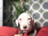 Blue Merle Mavi Göz Amerikan Bully