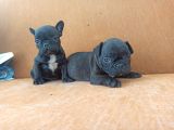 French Bulldog Yavrular