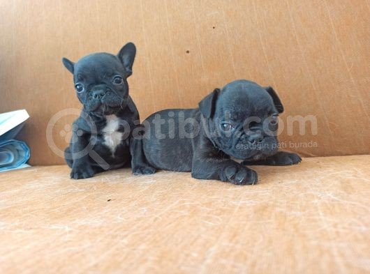 French Bulldog Yavrular