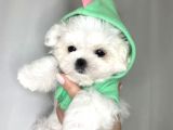 Mini Boy Maltese Güzel Yavrular