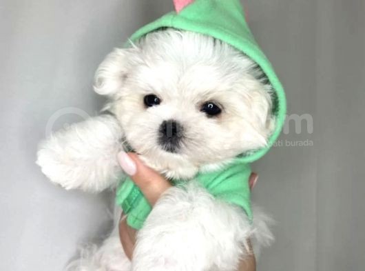 Mini Boy Maltese Güzel Yavrular görsel