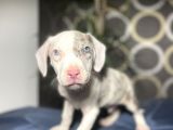 Blue Merle Mavi Göz Amerikan Bully