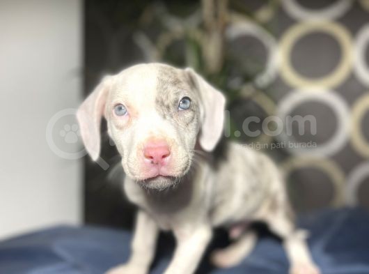 Blue Merle Mavi Göz Amerikan Bully görsel