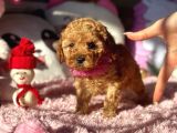 Teacup Di̇şi̇ Toy Poodle Bebeği̇mi̇z