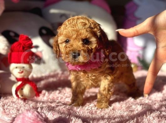 Teacup Di̇şi̇ Toy Poodle Bebeği̇mi̇z görsel