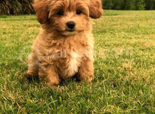 Maltipoo Tüy Dökmez Orjinal Safkan Büyümez Garantili görsel
