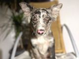 Blue Black Merle Border Collie