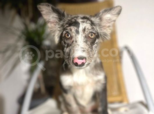 Blue Black Merle Border Collie