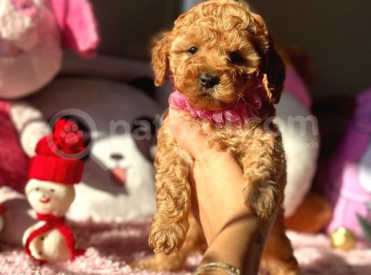 Teacup Di̇şi̇ Toy Poodle Bebeği̇mi̇z
