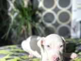 Blue Merle Mavi Göz Amerikan Bully