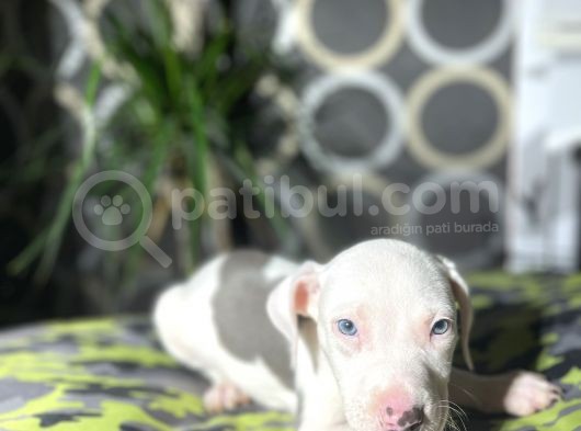 Blue Merle Mavi Göz Amerikan Bully görsel