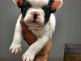 French Bulldog Yavrular