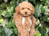 Efsane Guzellikte Mini Boy Poodle Bebekler