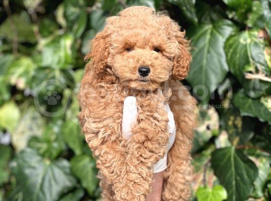 Efsane Guzellikte Mini Boy Poodle Bebekler