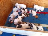 French Bulldog Yavrular