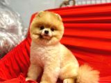 Yetişkin 12 Aylık Teddy Pomeranian Boo