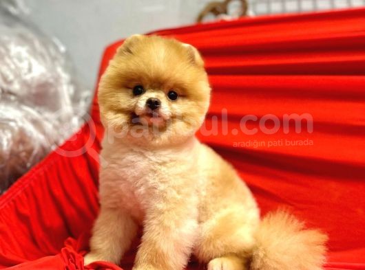 Yetişkin 12 Aylık Teddy Pomeranian Boo