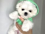 Mini Boy Maltese Güzel Yavrular